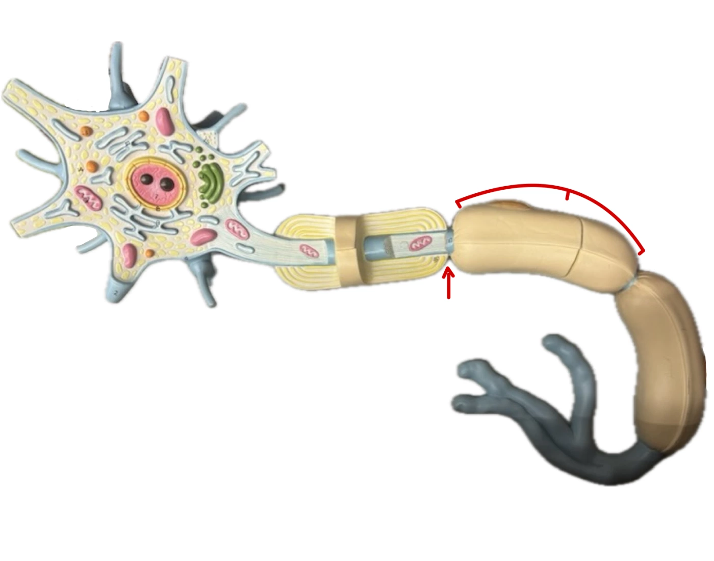 Multipolar Neuron Model — Printable Worksheet