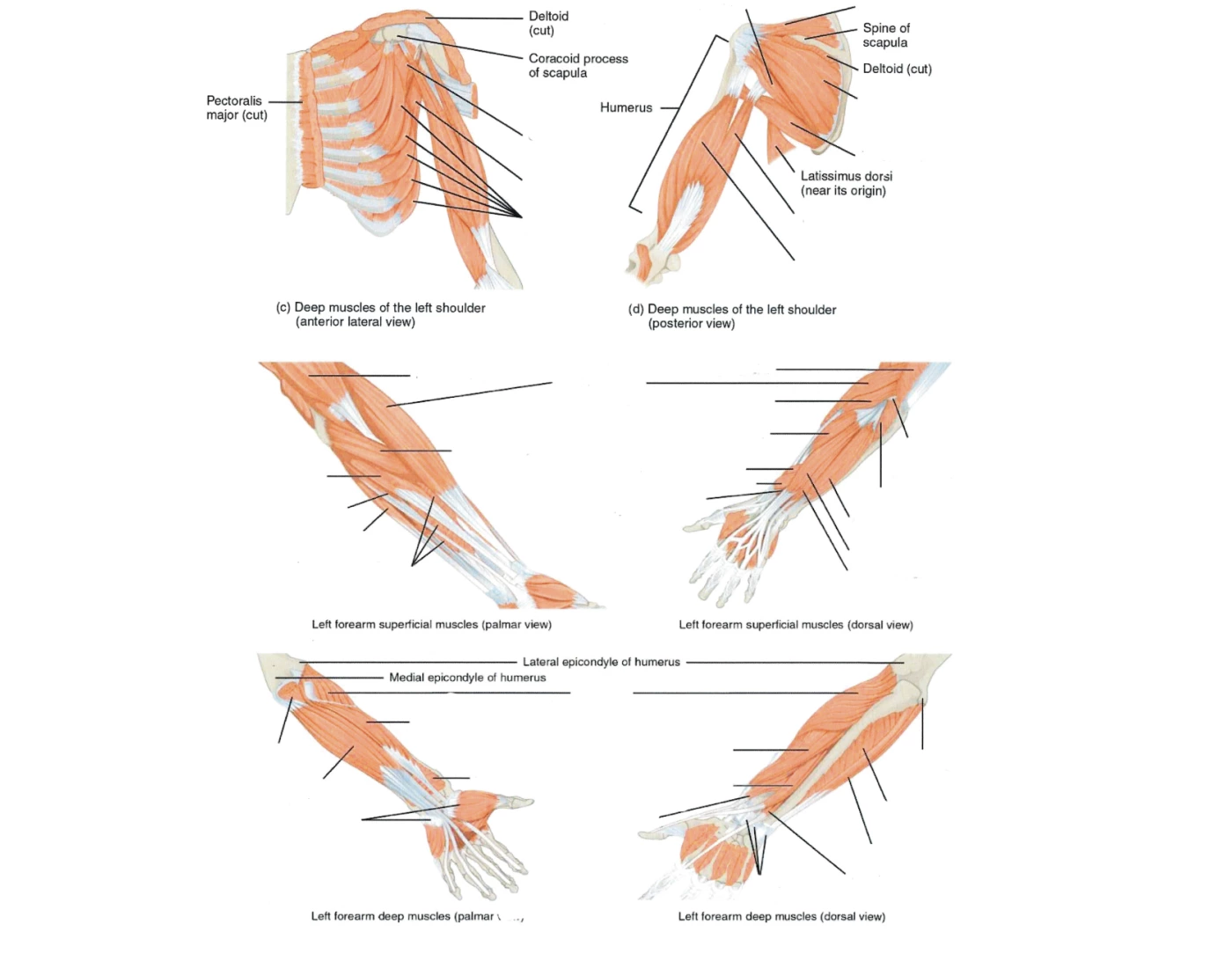 Arm Muscles Pdf Muscles of the arm — Printable Worksheet