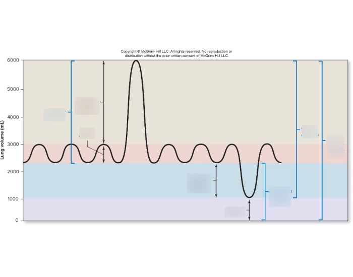 Spirogram Quiz