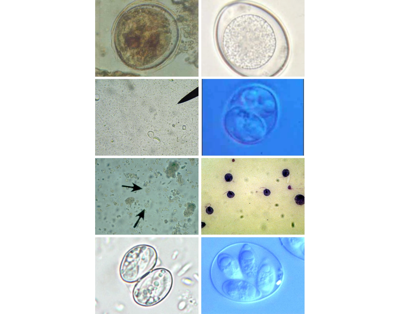 protozoa — Printable Worksheet