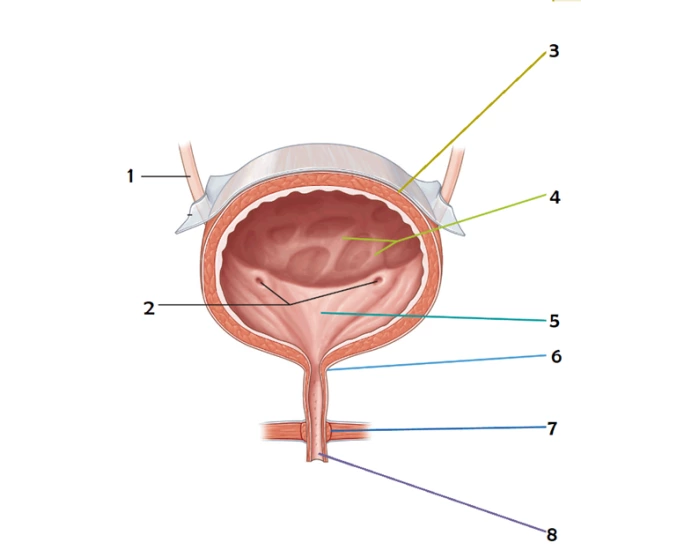 Bladder Game Bladder Quiz