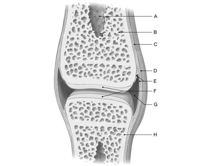 Bone Sample Labels Label of Bone Quiz
