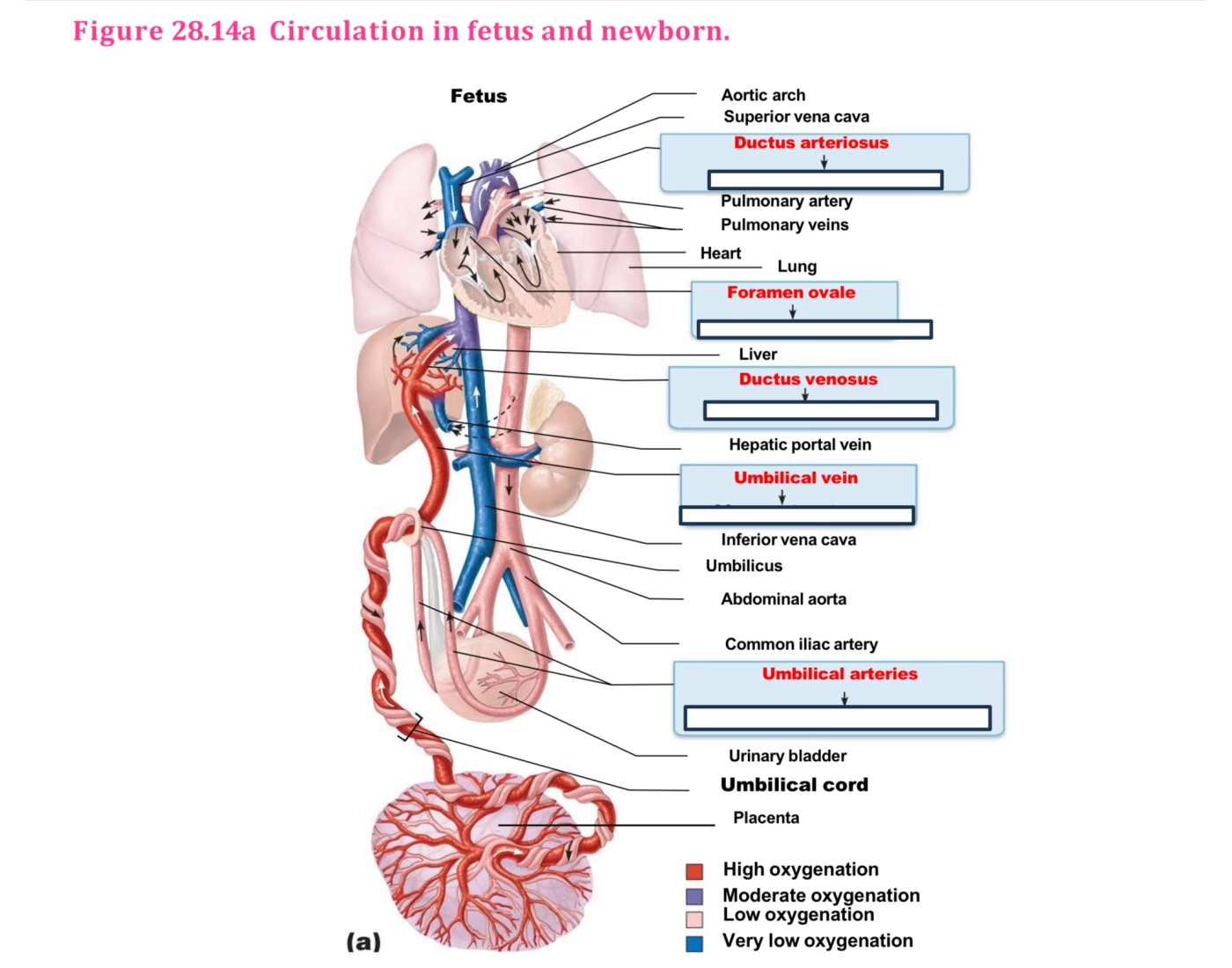 Circulation in fetus Quiz
