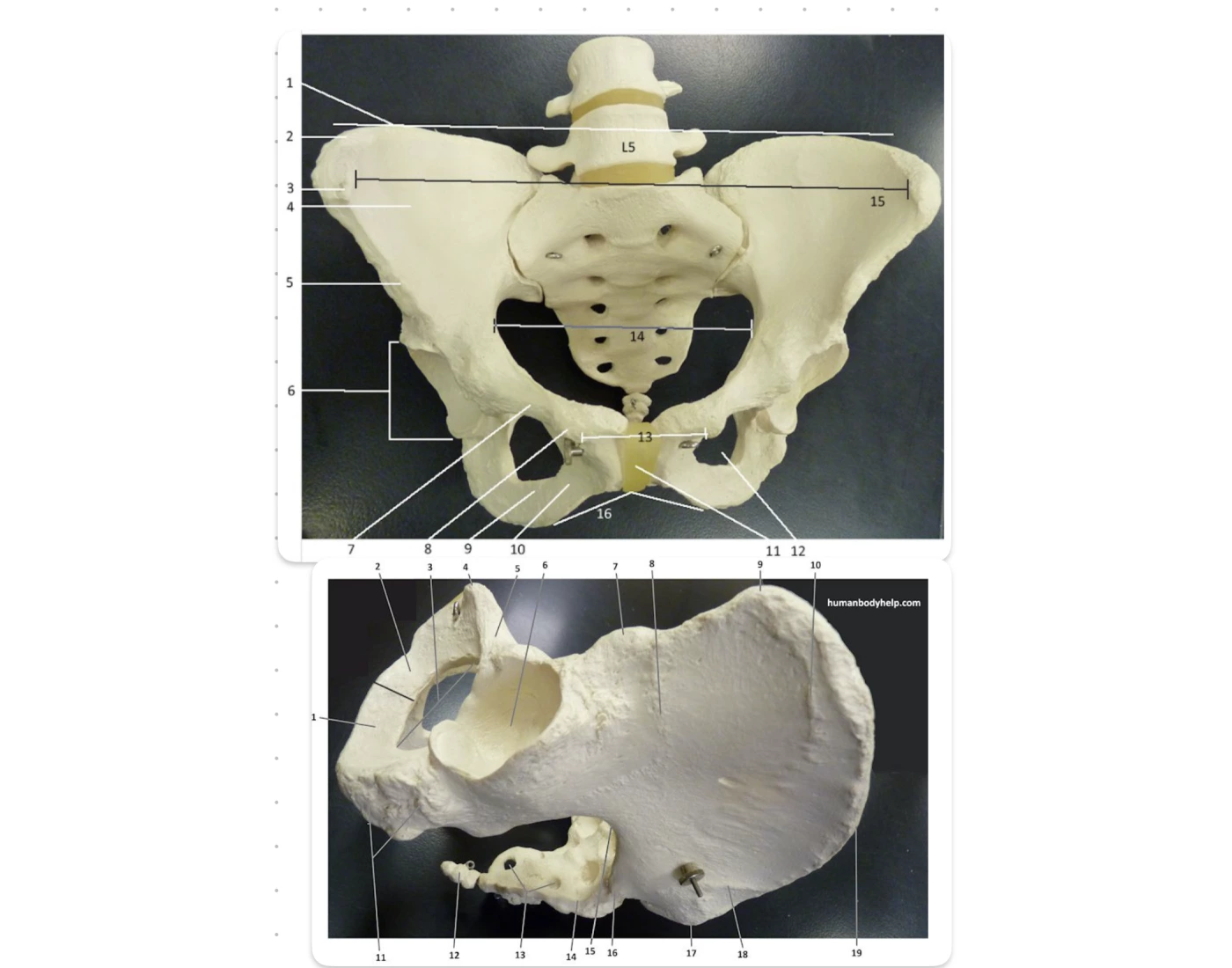 Appendicular Skeleton Pelvis Landmarks Printable Worksheet
