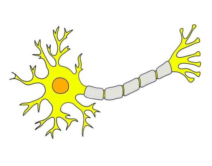 Simple Neuron Printable Worksheet