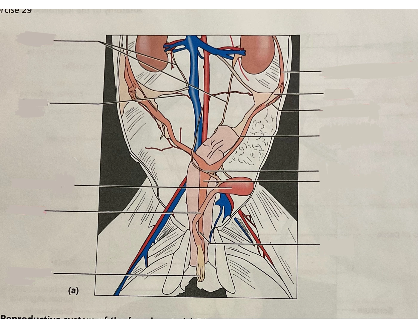 Reproductive system of female cat — Printable Worksheet