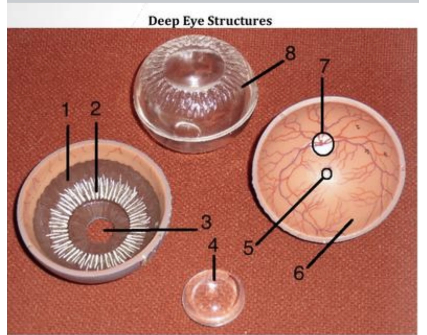 Drep Eye Deep eye structures labeling Quiz