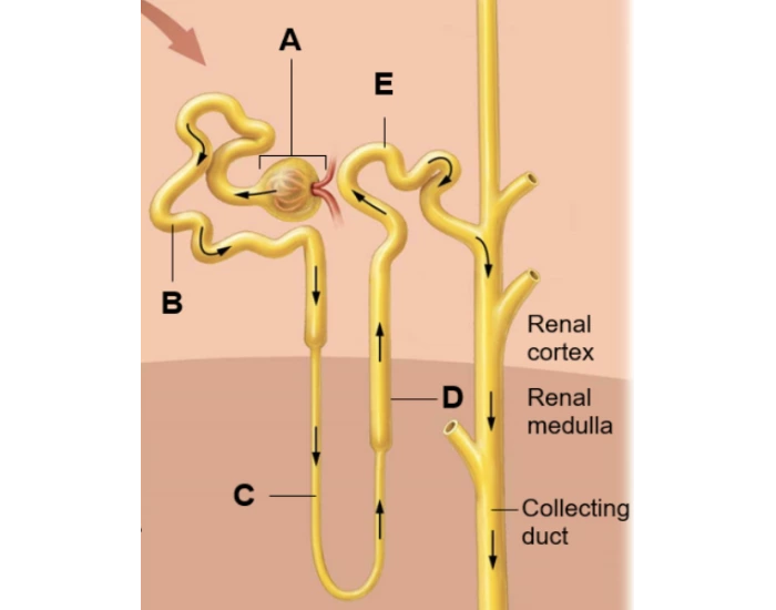 Complete Collecting System nephron and collecting system Quiz