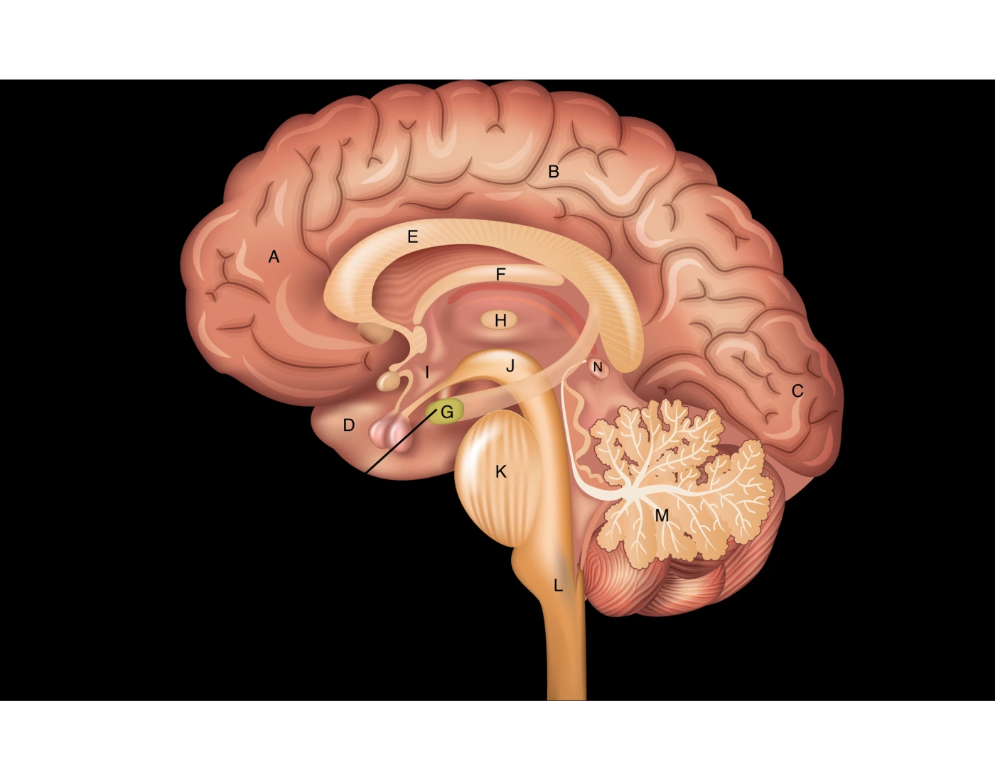 Brain Interior Anatomy Quiz