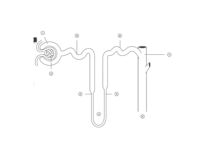 The Nephron Diagram Printable Worksheet
