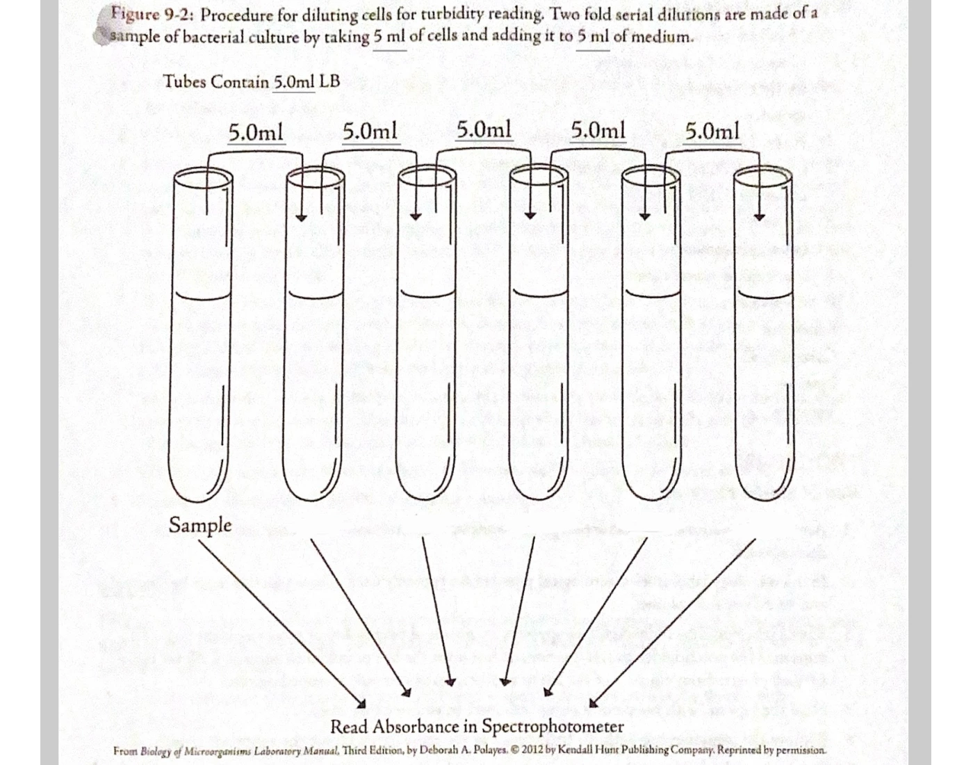 Serial Dilutions Printable Worksheet serial-dilutions-printable-worksheet
