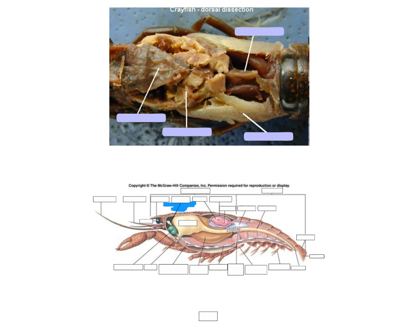 Crayfish Dissection Worksheet.pdf Crayfish dorsal dissection and internal anatomy — Printable Worksheet
