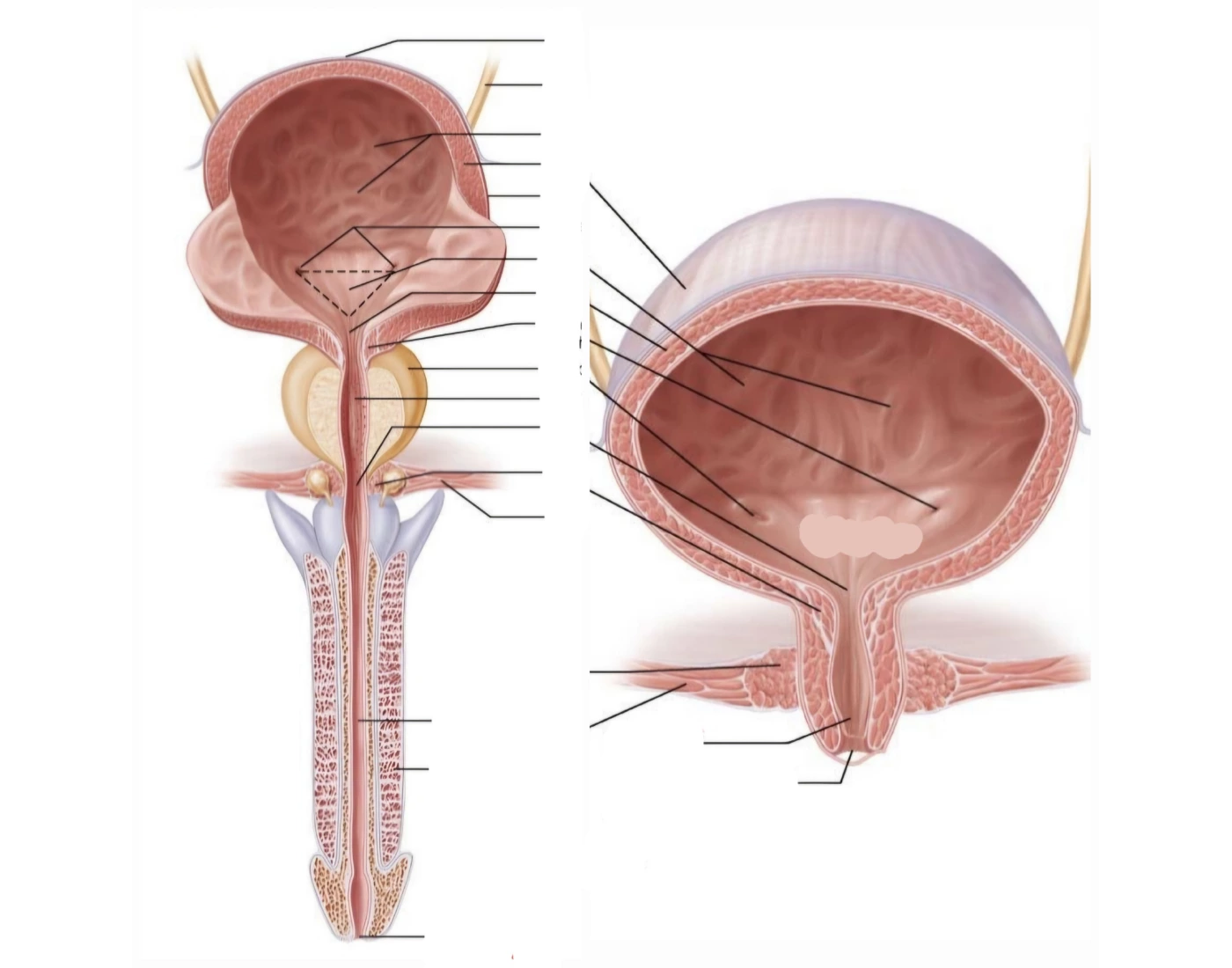 Bladder Game urinary bladder / urinary male and female — Printable Worksheet