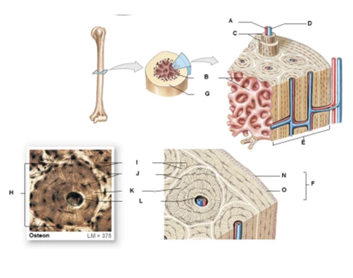 anatomy and histological organization of bone Quiz