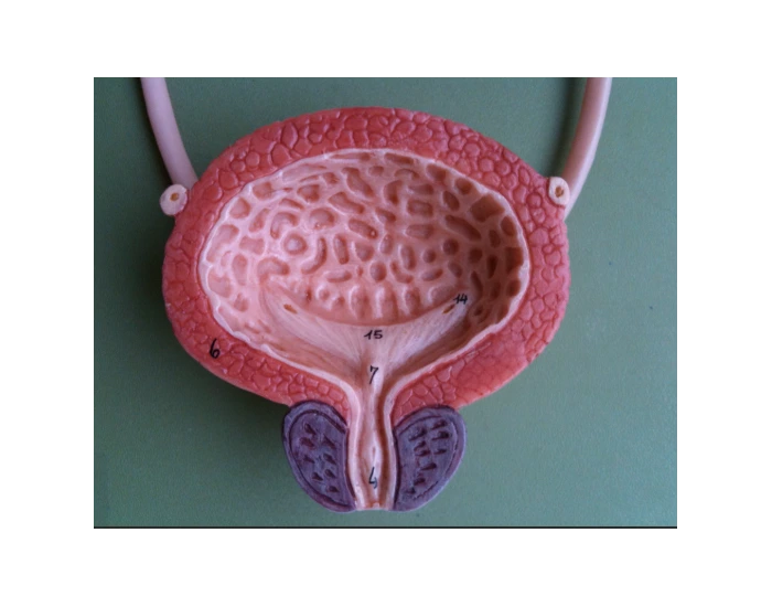 Bladder Game Bladder Quiz