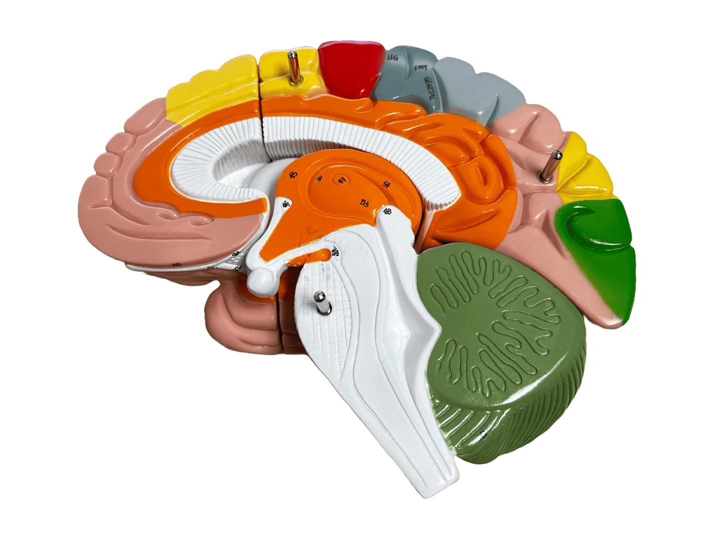 Color Brain Model Colored Brain Model — Printable Worksheet