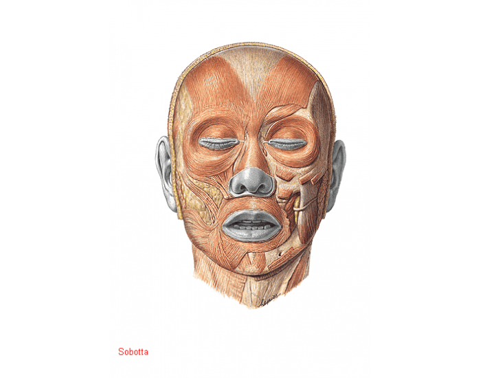 MÚSCULOS DA EXPRESSÃO FACIAL - VISTA ANTERIOR 1 Quiz