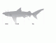Shark External Morphology