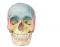 Skull Bones (Frontal - Colored Shapes)