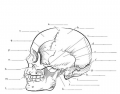 Skull Bone (Lateral Shapes)