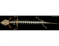 Necturus Skeleton