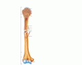 Parts of a Long Bone