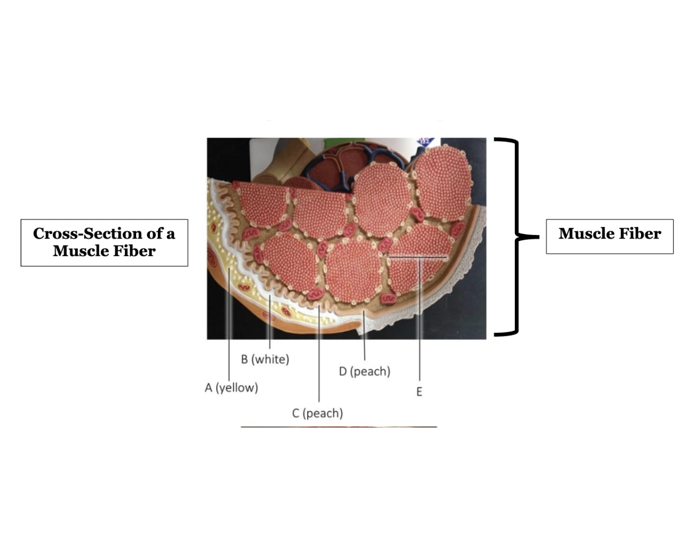 Muscle Fiber Model Fillable Label Worksheet.pdf Cross-Section of a Muscle Fiber Anatomy — Printable Worksheet