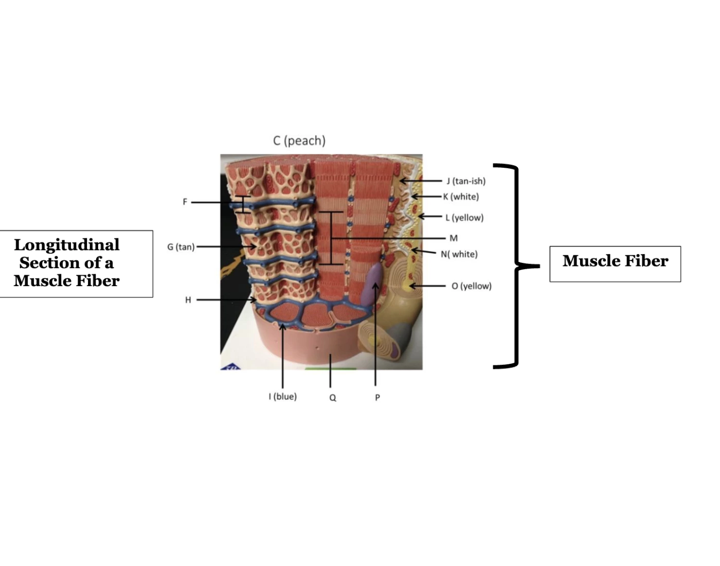 Longitudinal Strap Muscle Examples Longitudinal Section of Muscle Fiber Anatomy Quiz