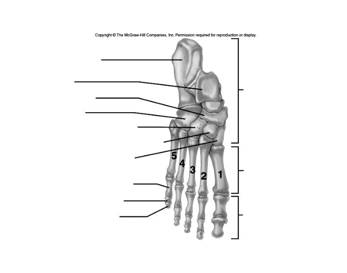 Human Foot Bones Labeling — Printable Worksheet