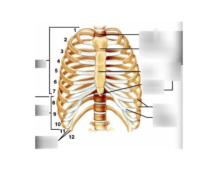 Label the ribs Quiz