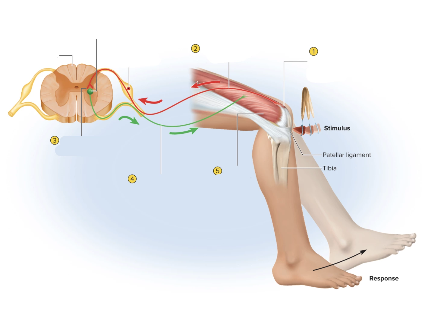 Reflex Arc Pathway Reflex Arc Pathway