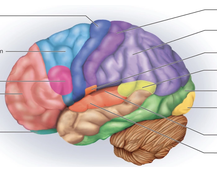 General Dysfunction brain/general dysfunction/function Quiz