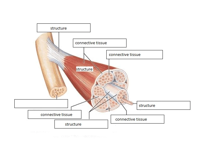 Muscle Structurez Parts of the Skeletal Muscle Quiz