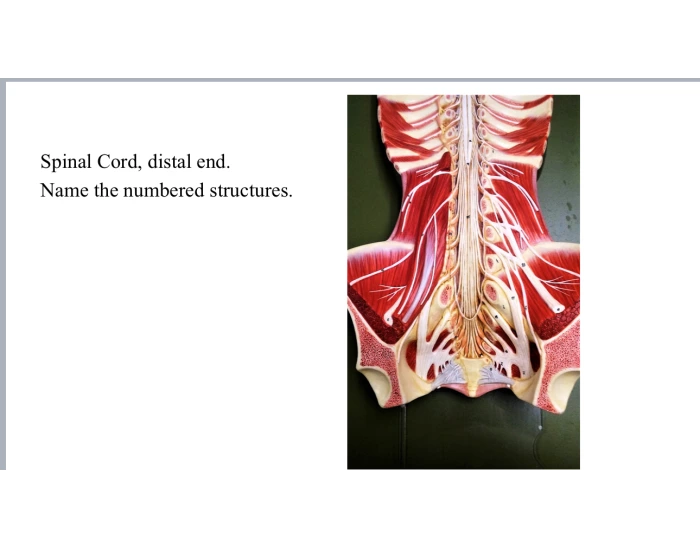 spinal distal — Printable Worksheet