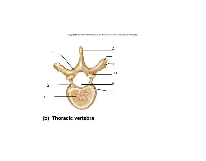 Labeling The Thoracic Vertebrae Printable Worksheet