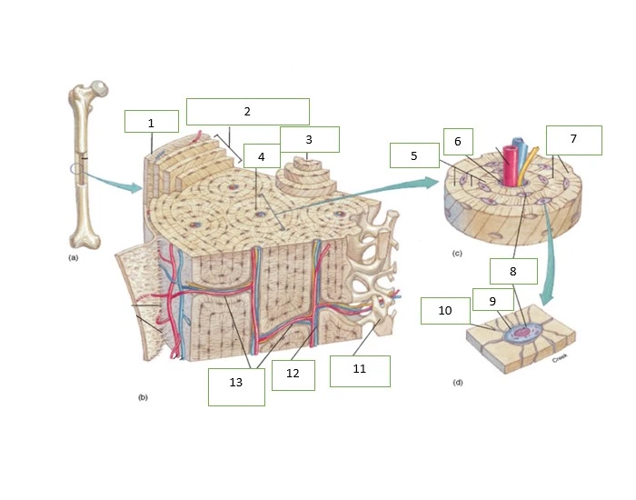 Bone Anatomy Quiz