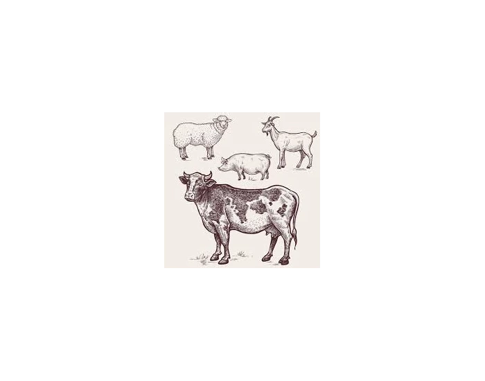 Trivia In Ruminants Ruminant and Swine Developmental Stages Quiz