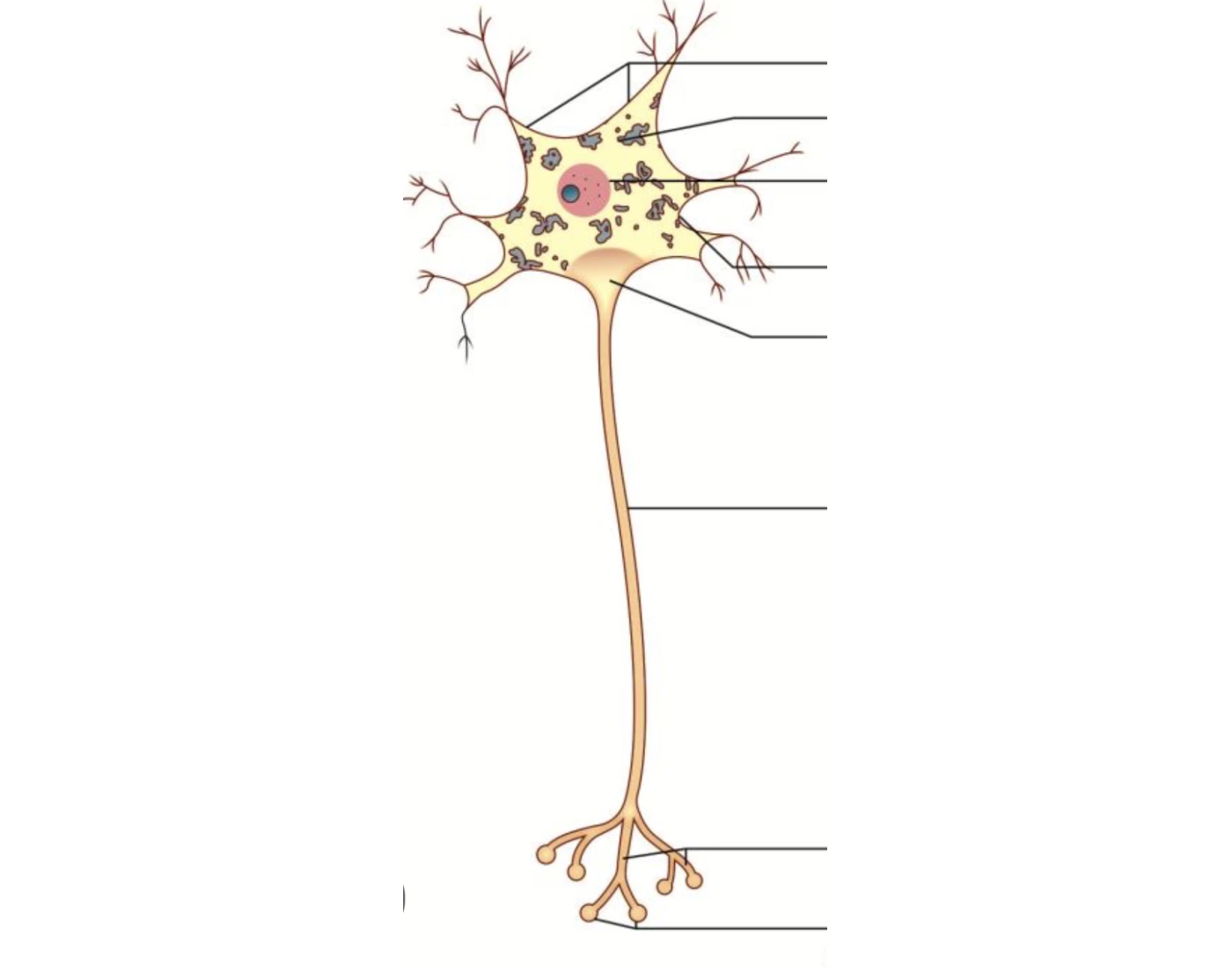 More Neuron Diagram Fun Quiz