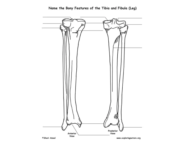 TIBIA AND FIBIA Quiz