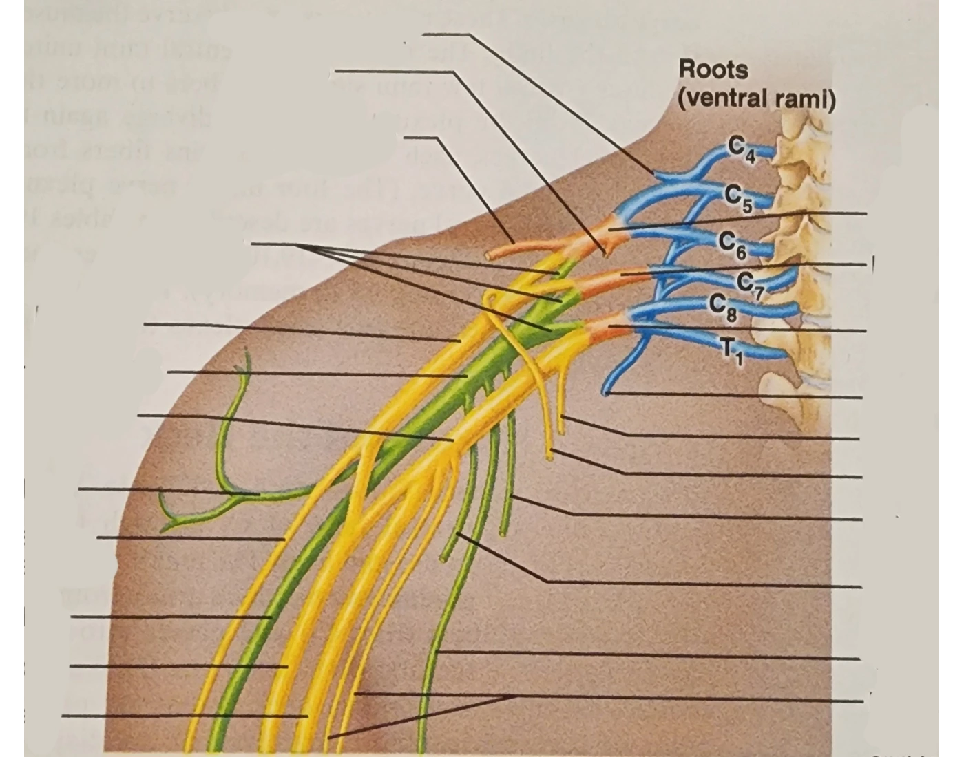 Nerve Root Contents Upper extremity nerve roots — Printable Worksheet