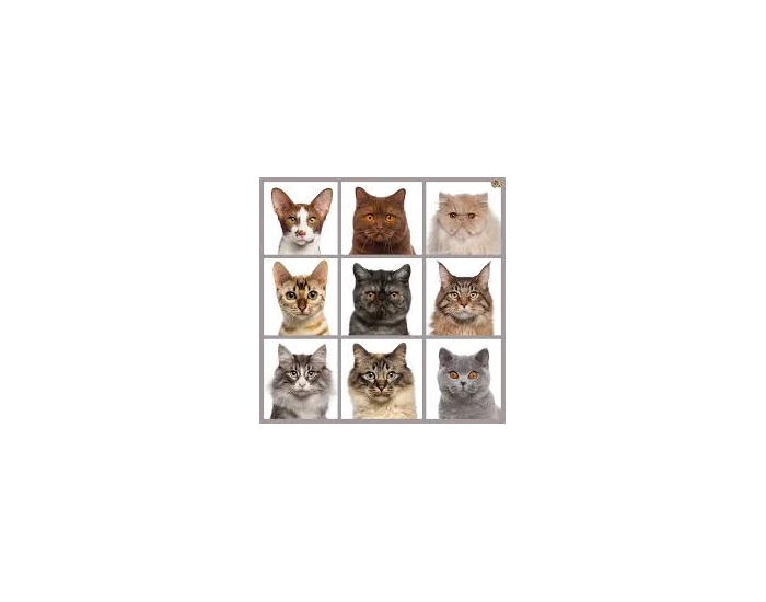 Cat Breeds Quiz