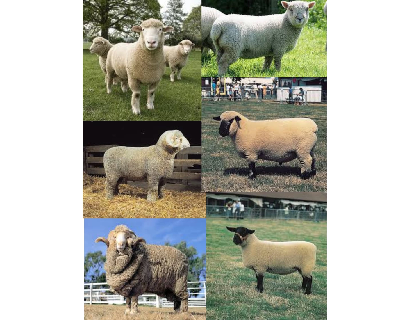 Types Off Sheep Types of Sheep Quiz