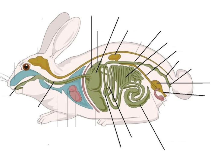 MN FFA Rabbit Digestive Anatomy Quiz