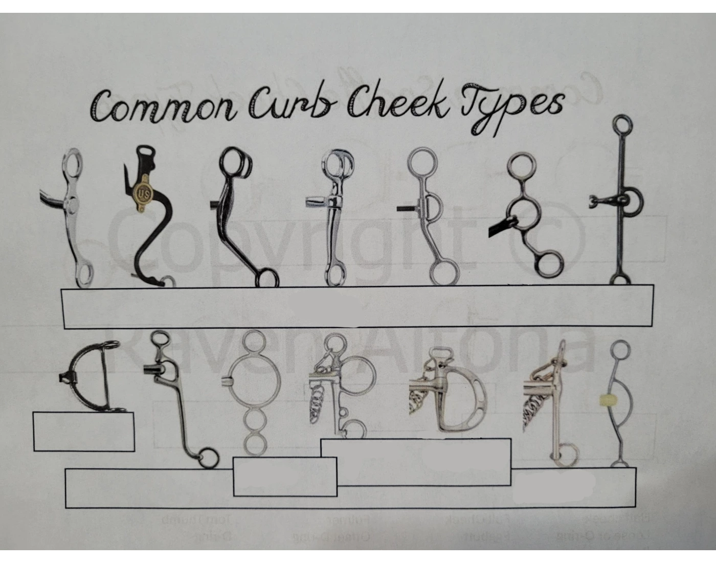Common Curb Bit Types Quiz