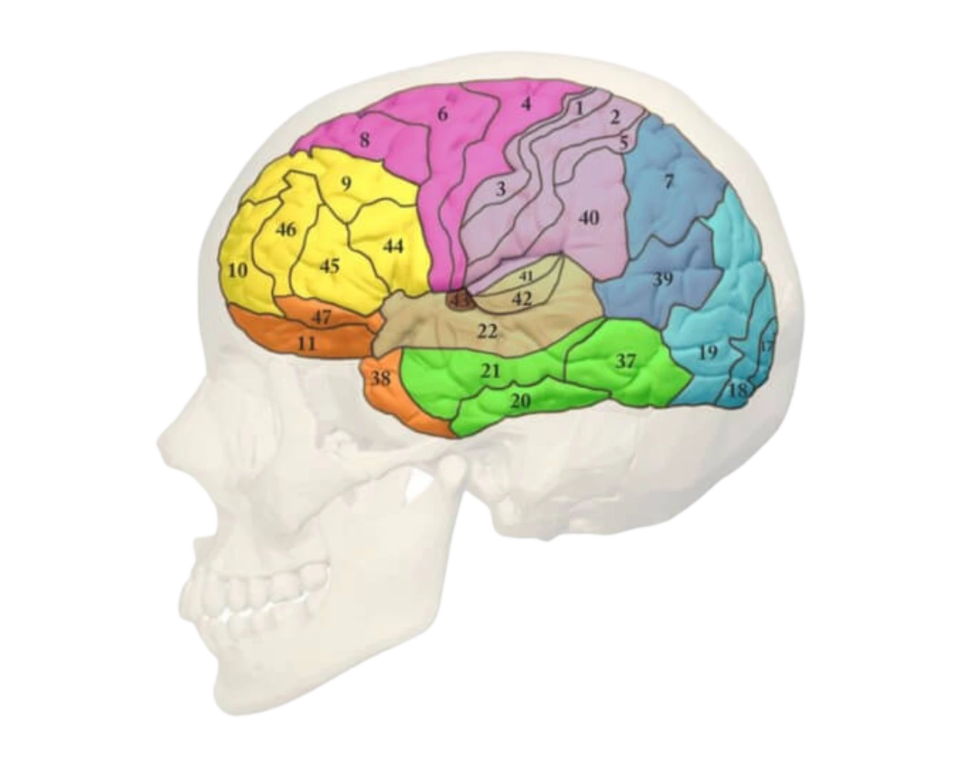 Brodmann's Functional Areas Quiz