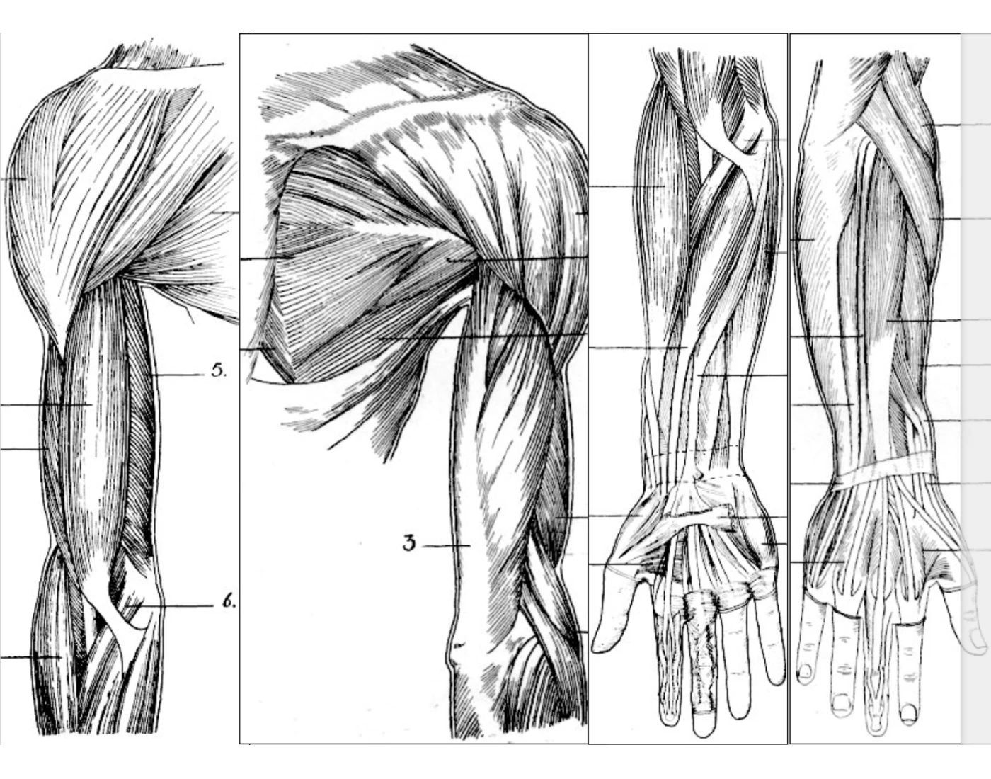 Arm Muscles Anatomy Quiz