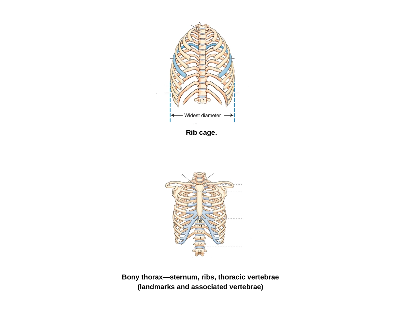 Rib Cage and Bony Thorax — Printable Worksheet