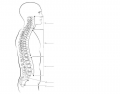 Regions and Curves of the Spine