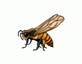 Η ανατομία της μέλισσας