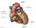 rt ventricle anterior view